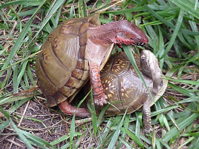 Triunguis copulation