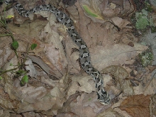 Eastern Hognose