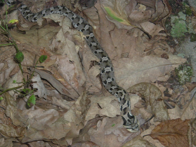 Eastern Hognose