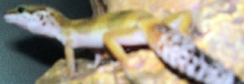 Bobbasaurus