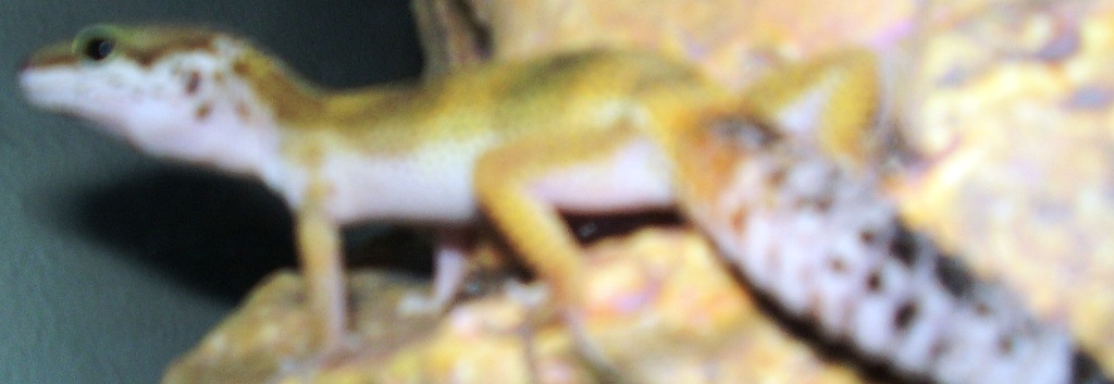 Bobbasaurus