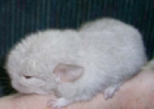 Effer