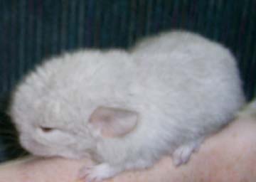 Effer