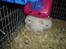 1st litter