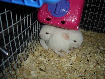 1st litter