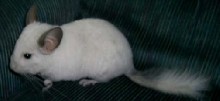 Pooter