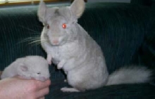 Razz and Effer