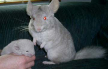 Razz and Effer