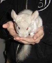 Adult Effer