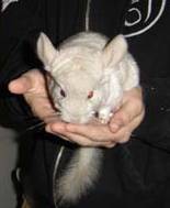 Adult Effer