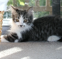 Sammy posing for the camera