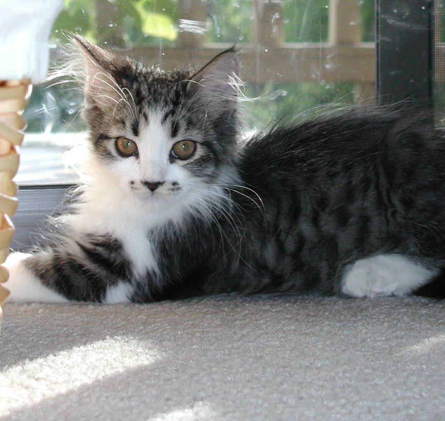 Sammy posing for the camera
