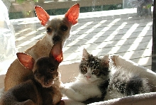 Bings with his friends Belle and Pippen