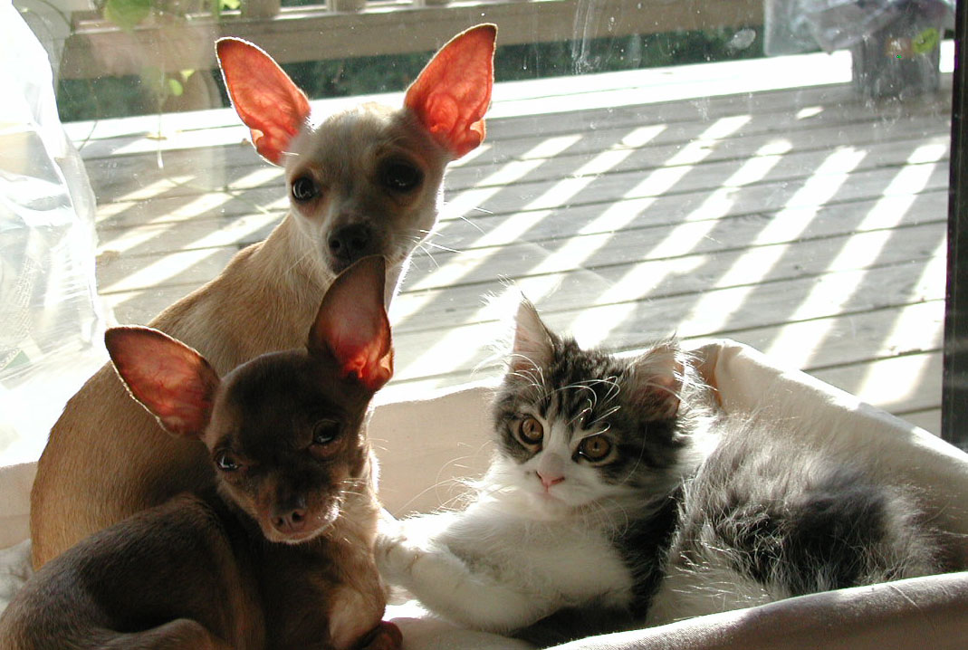 Bings with his friends Belle and Pippen