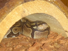 Tazzy in his hidey place