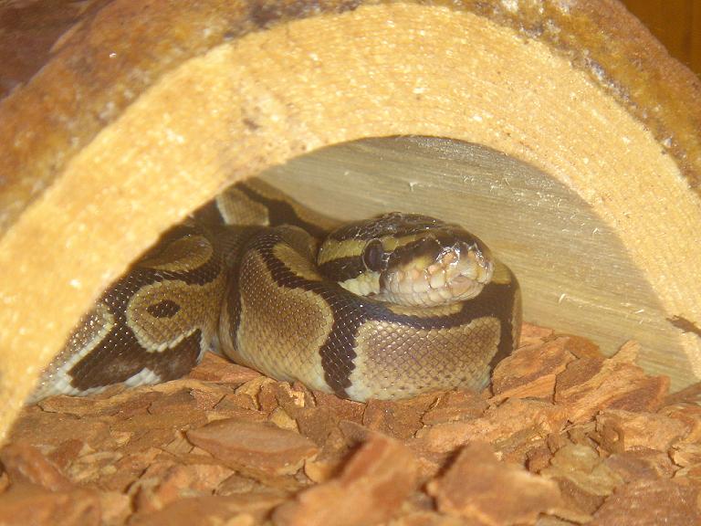 Tazzy in his hidey place