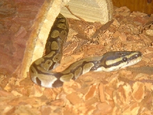 Tazzy comin out of his hidey