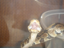 yawning