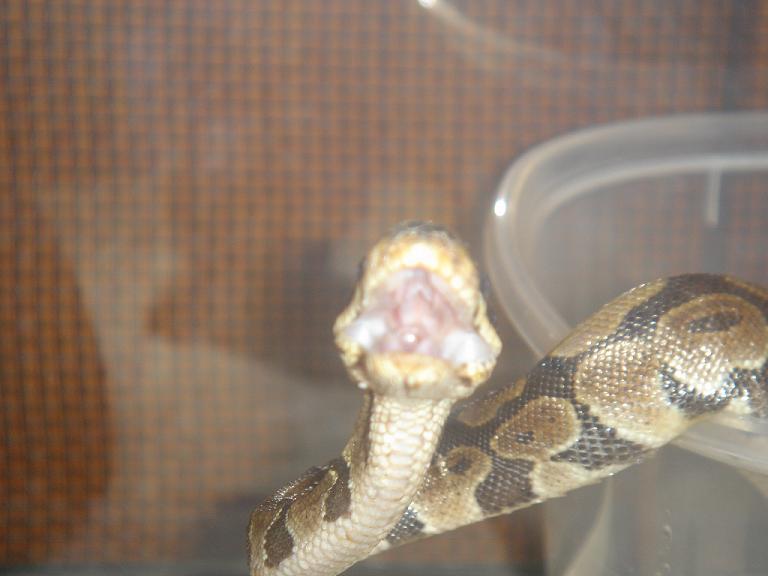 yawning