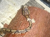 shed still on head