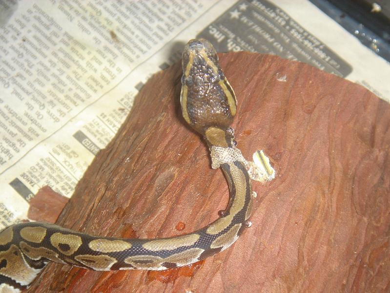 shed still on head