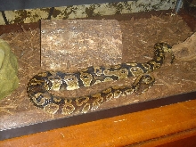 Spartacus, my 1 year old BP
