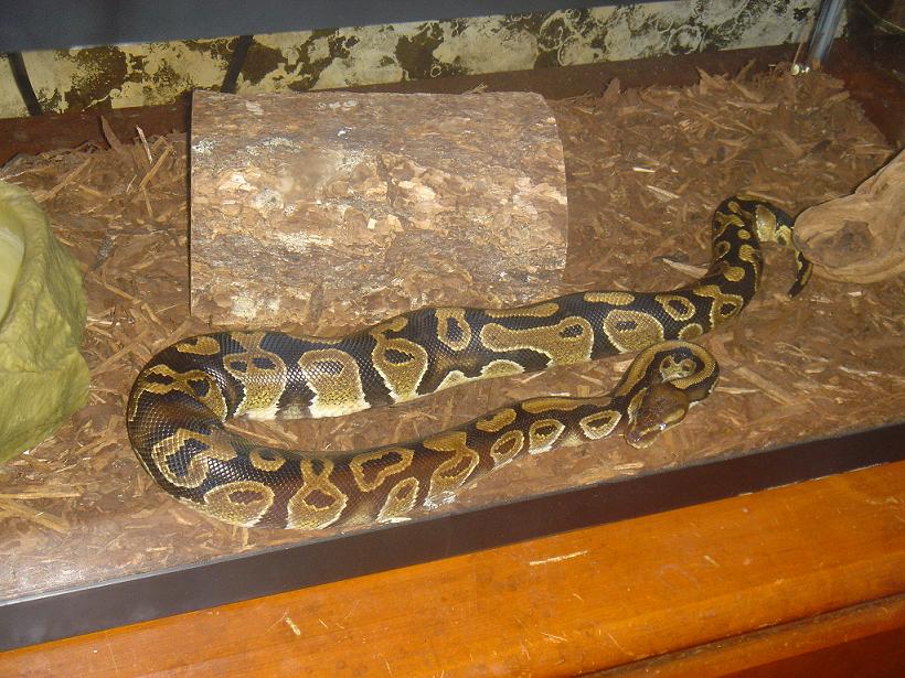 Spartacus, my 1 year old BP