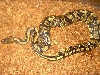 sparticus after about 6 months