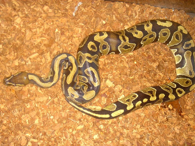 sparticus after about 6 months