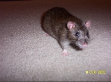 madonna's sweet pea!