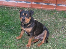 Caesar at 7 months