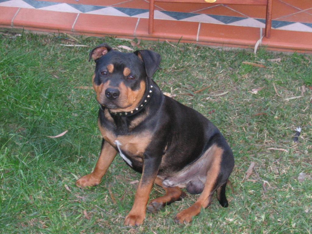 Caesar at 7 months