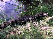 3' Caiman
