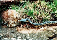 Texas rat