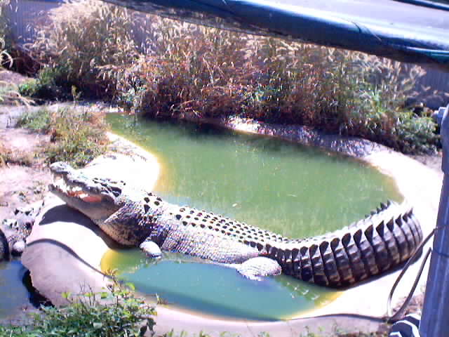 saltie