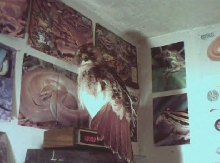 Red tail hawk..
