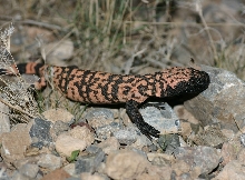 Gila Monster