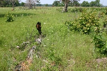 Oak Savannah Habitat