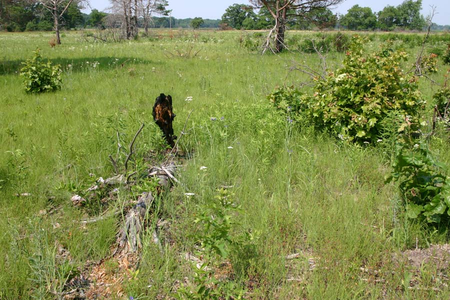 Oak Savannah Habitat