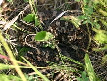 Eastern Massasauga Rattlesnake