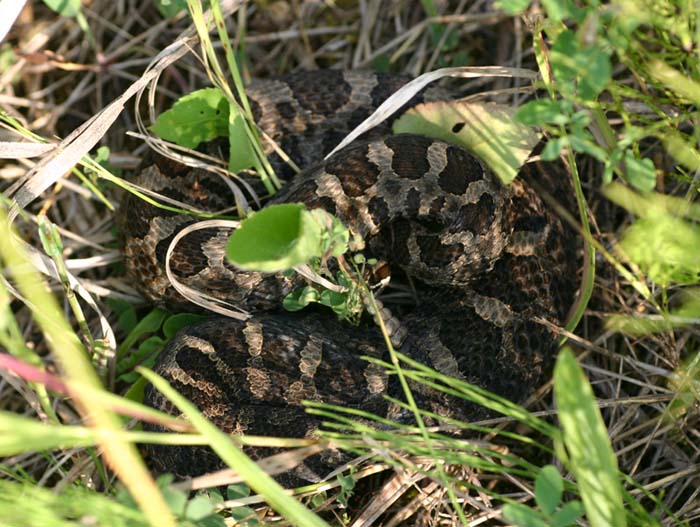 Eastern Massasauga Rattlesnake