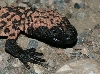 Gila Monster
