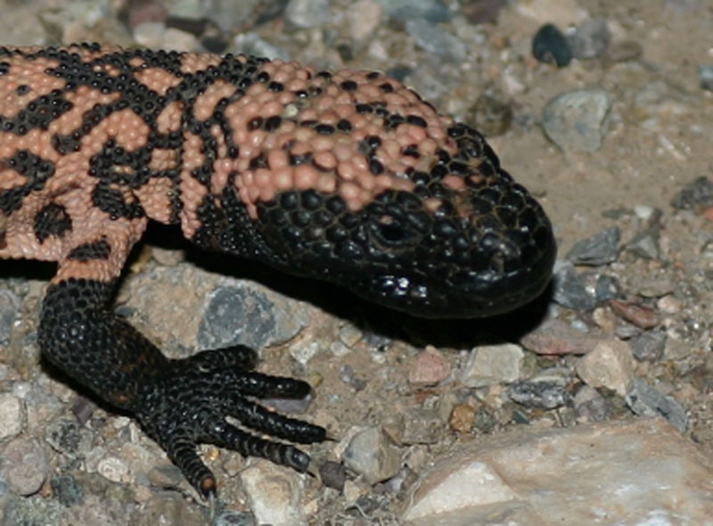 Gila Monster