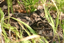 Eastern Massasauga Rattlesnake
