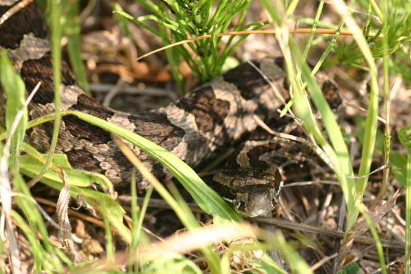 Eastern Massasauga Rattlesnake