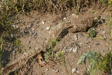 Bullsnake Shed