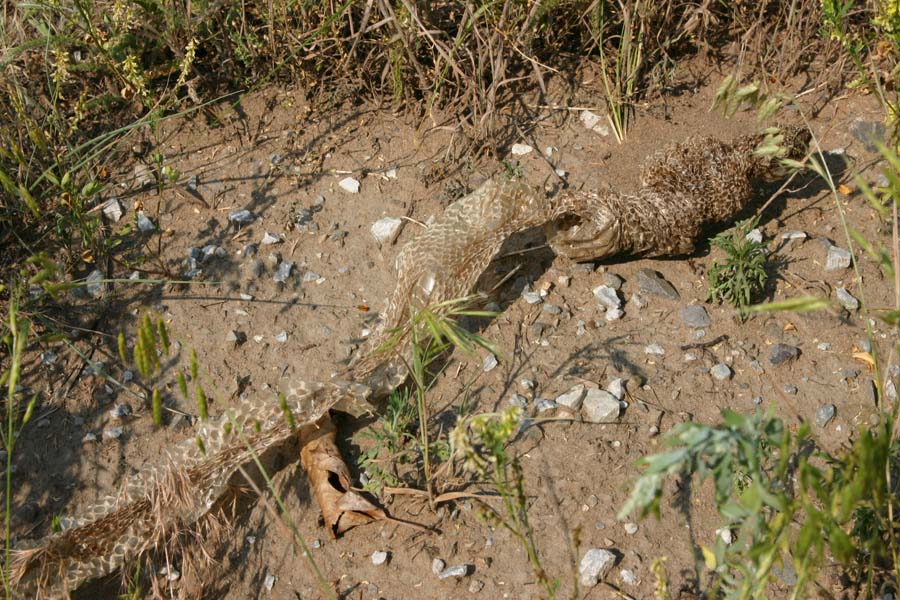 Bullsnake Shed