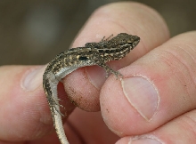 Side-blotched Lizard