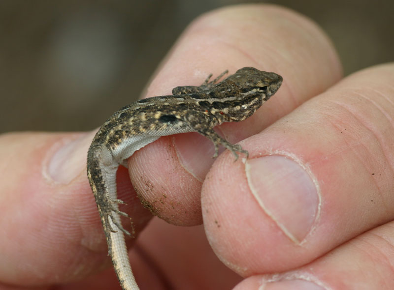 Side-blotched Lizard