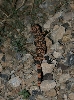 Gila Monster